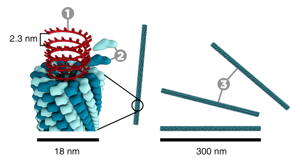 TMV structure full