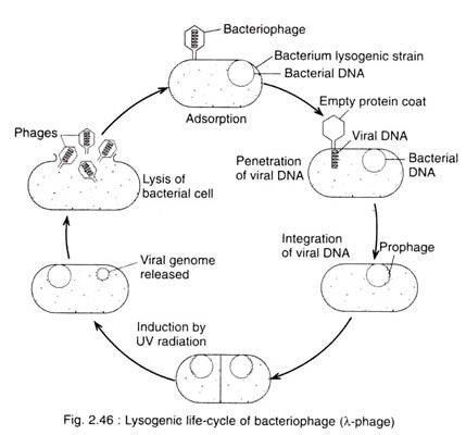 Lytic cycle of the phage viruses
