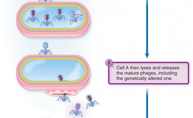 Generalized Transduction structure