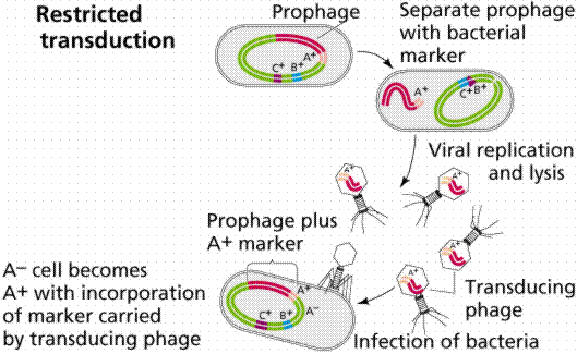 Restricted Transduction strucute