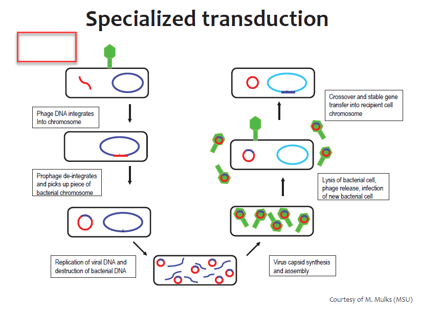  Specialized Transduction strucute