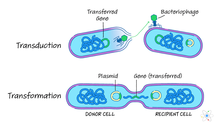 Transduction Process in Bacteria And Its Types
