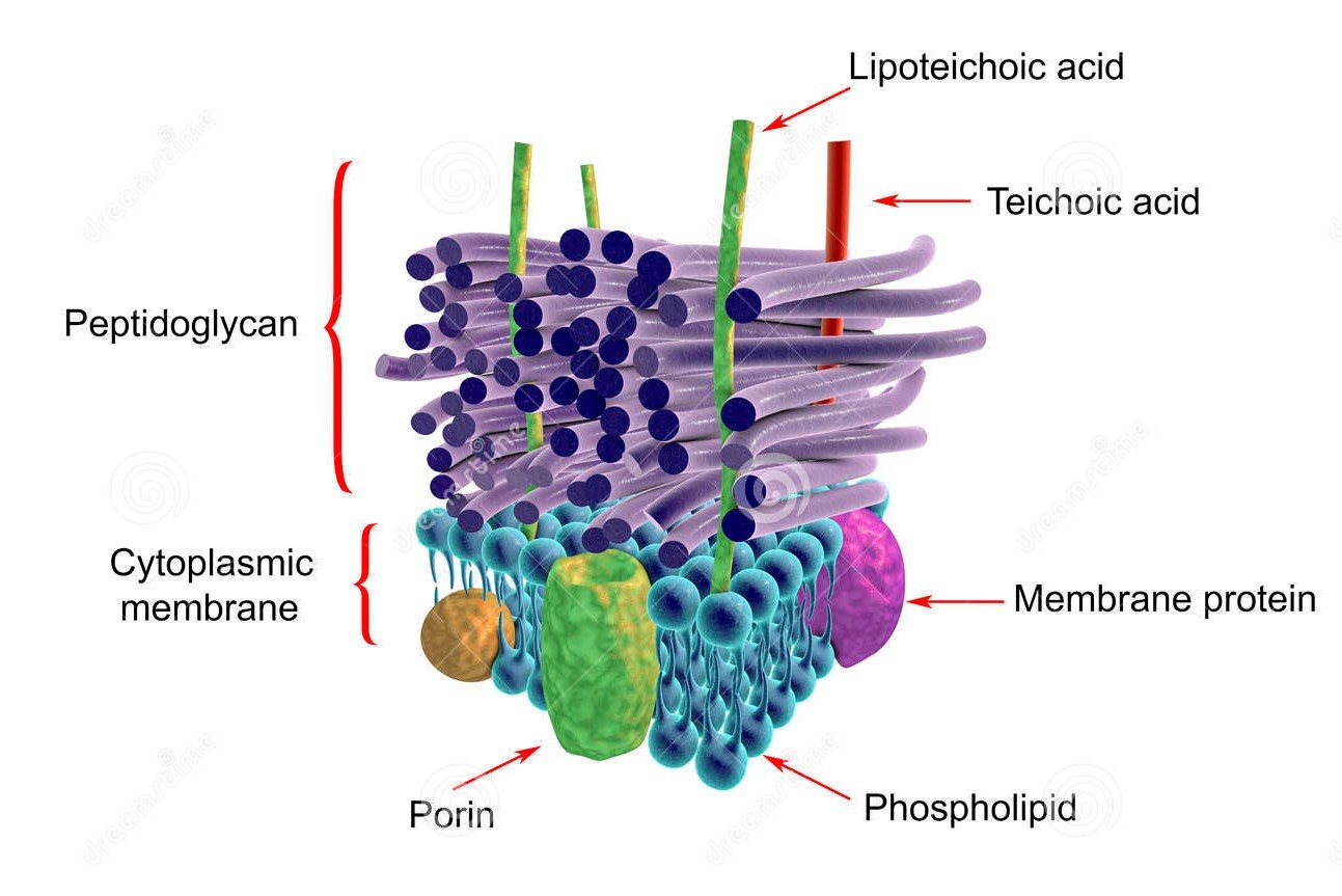 Bacterial Cell Wall