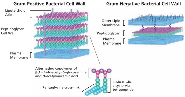 Difference between gram positive and gram negative bavteria