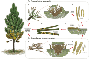 Pinus Plant Production and life Cycle