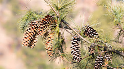 Gymnosperms plants Classification-characteristic-life cycle with an example of sporophyte ( Vegetative plant)