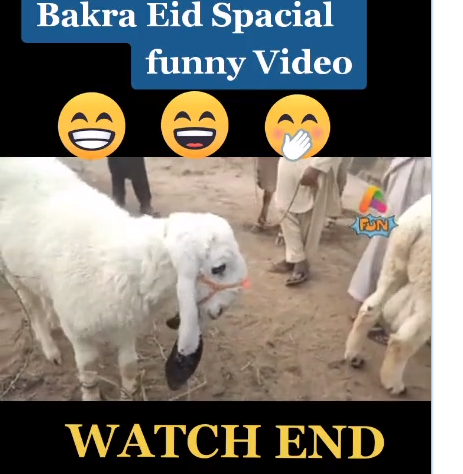 Bakra Eid Funny Whatsapp status Download