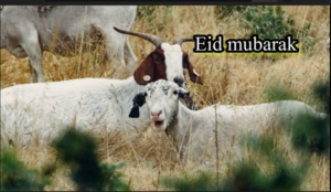 Bakra Eid Mubarak 2022 Status Video For WhatsApp