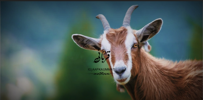 Eid Ul Azha Mubarak WhatsApp status 2022🫂||Eid Ul Azha Status|Eid Status 2022🕋🕌|Baqra Eid Mubarak