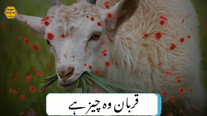 Qurbani Ka Asl Maqsad ye hai Urdu/Hindi Status Video Download