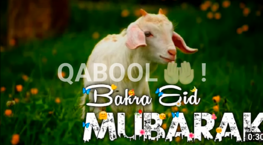 Bakra Eid Status Video Download for free 2022