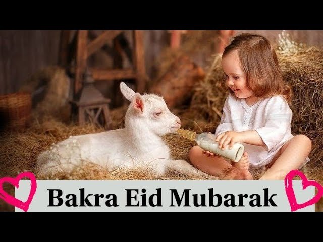 New 2022 Eid Ul Azha Mubarak WhatsApp Status